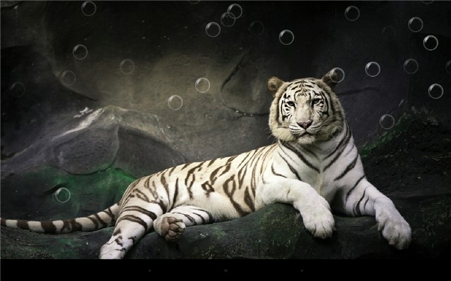 Тигры - живые обои