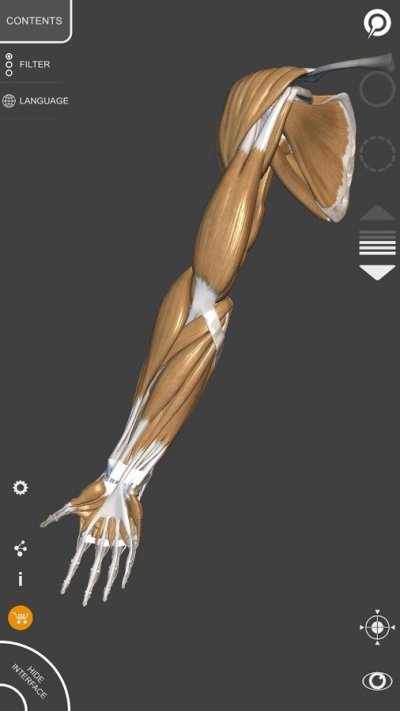 3D Анатомия для художников Lt