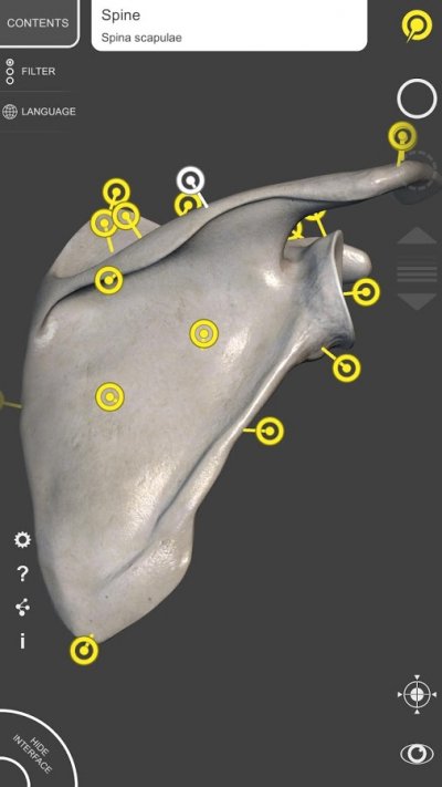 3D Анатомия для художников Lt